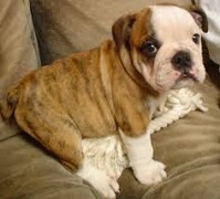 <b>English<b> Bull Dog</b>s</b>
